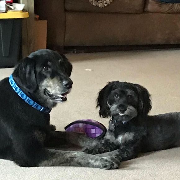 Meet your Posher, Amanda - Picture 1 of 1